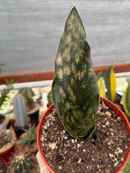 Sansevieria Kirkii Copper Tone Rare Easy-Care Houseplant