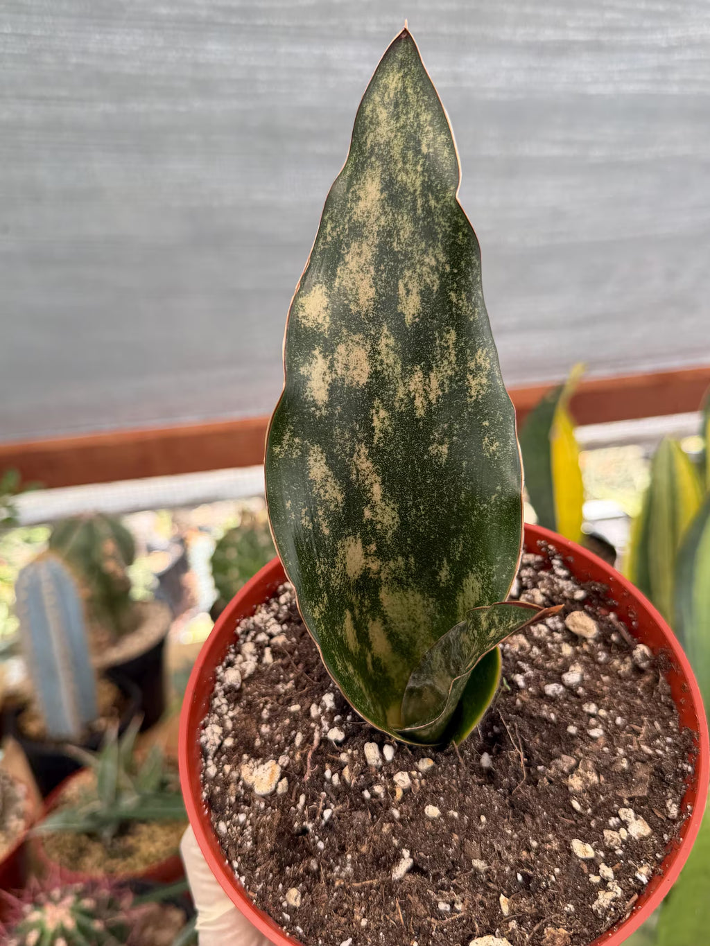 Sansevieria Kirkii Copper Tone Rare Easy-Care Houseplant