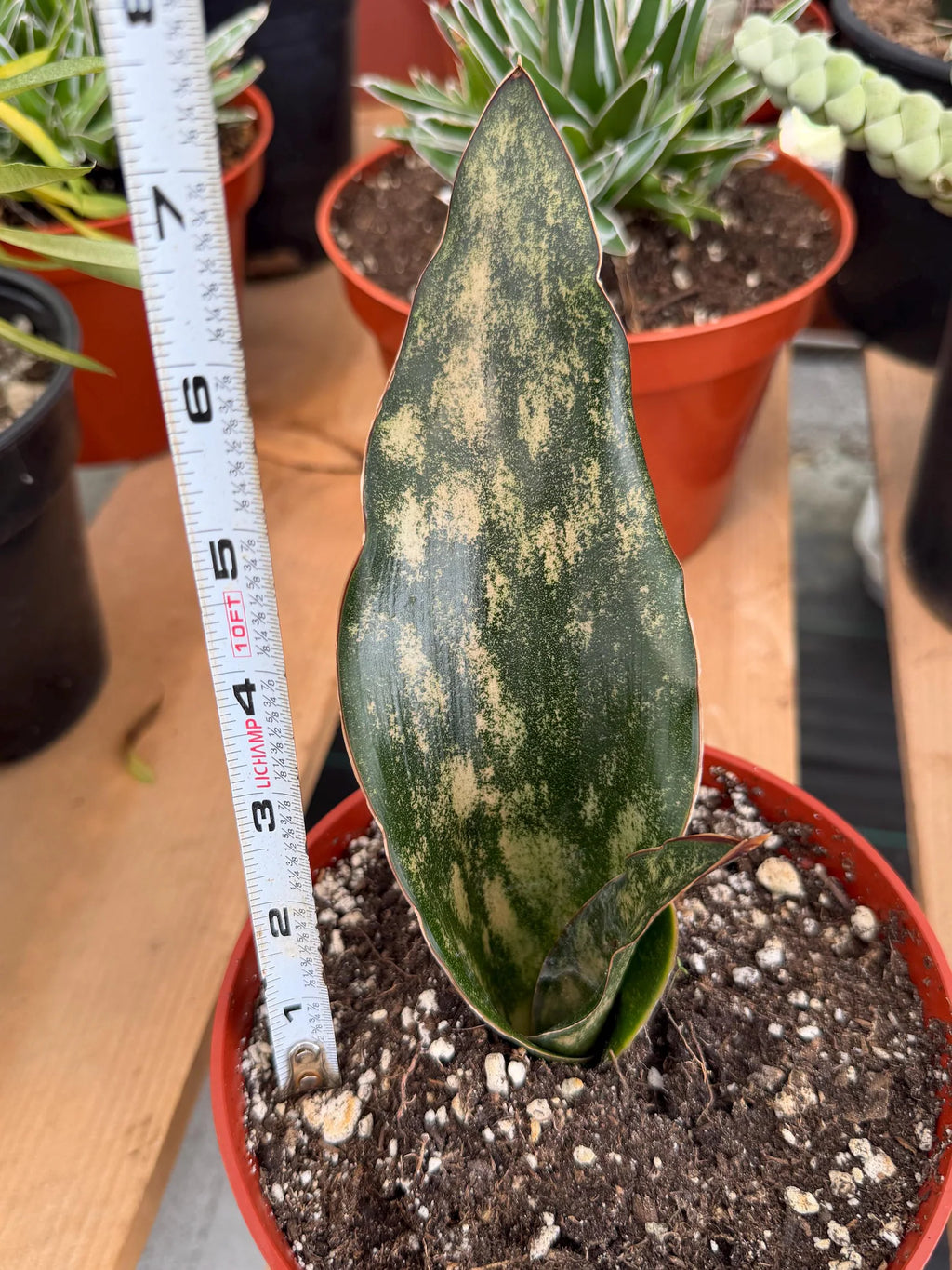 Sansevieria Kirkii Copper Tone Rare Easy-Care Houseplant