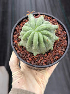 Ferocactus Peninsulae Brevispinus Mostrose Rare Cactus #731