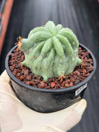 Ferocactus Peninsulae Brevispinus Mostrose Rare Cactus #731