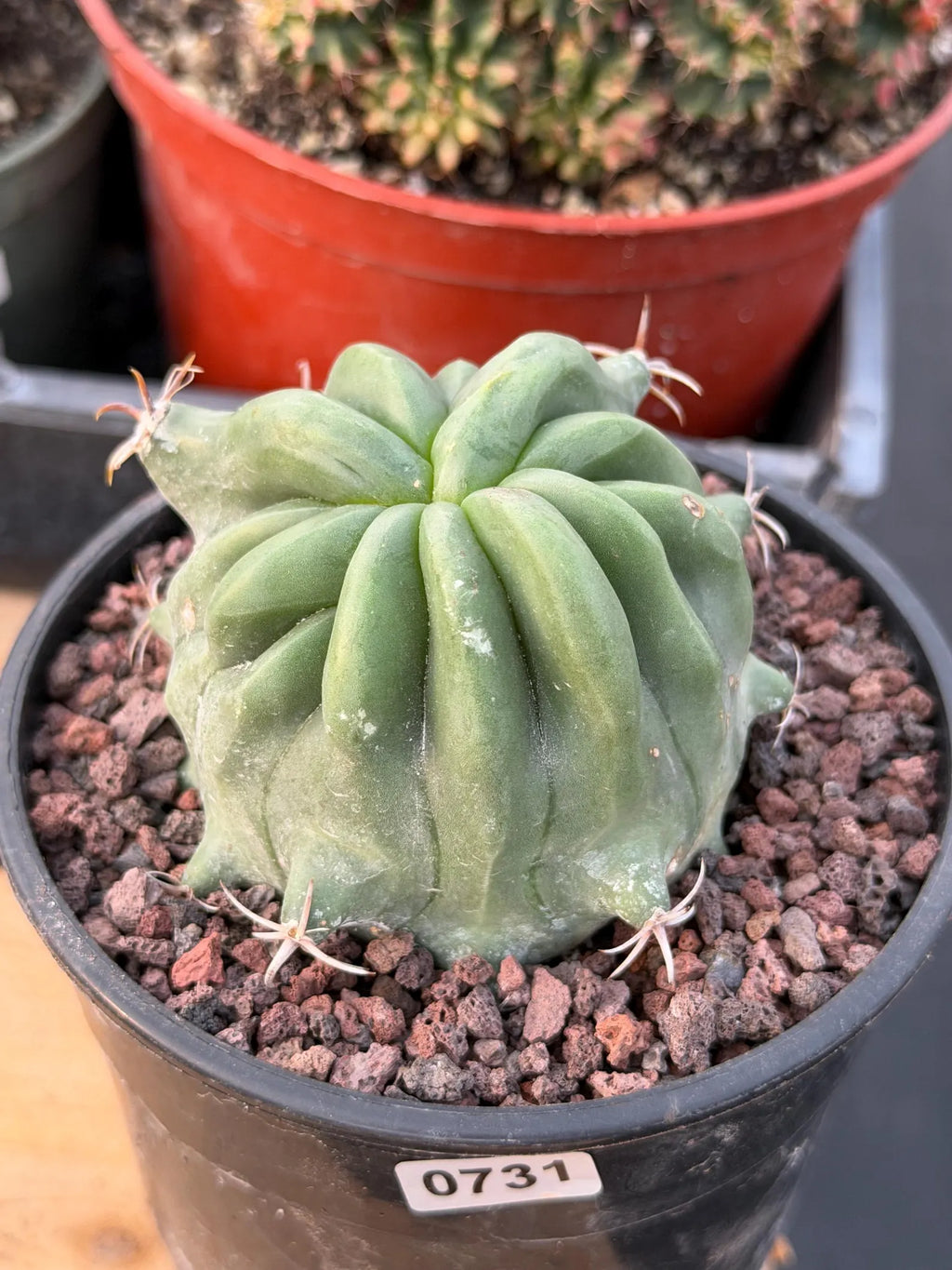Ferocactus Peninsulae Brevispinus Mostrose Rare Cactus #731