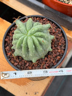 Ferocactus Peninsulae Brevispinus Mostrose Rare Cactus #731