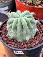 Ferocactus Peninsulae Brevispinus Mostrose Rare Cactus #731
