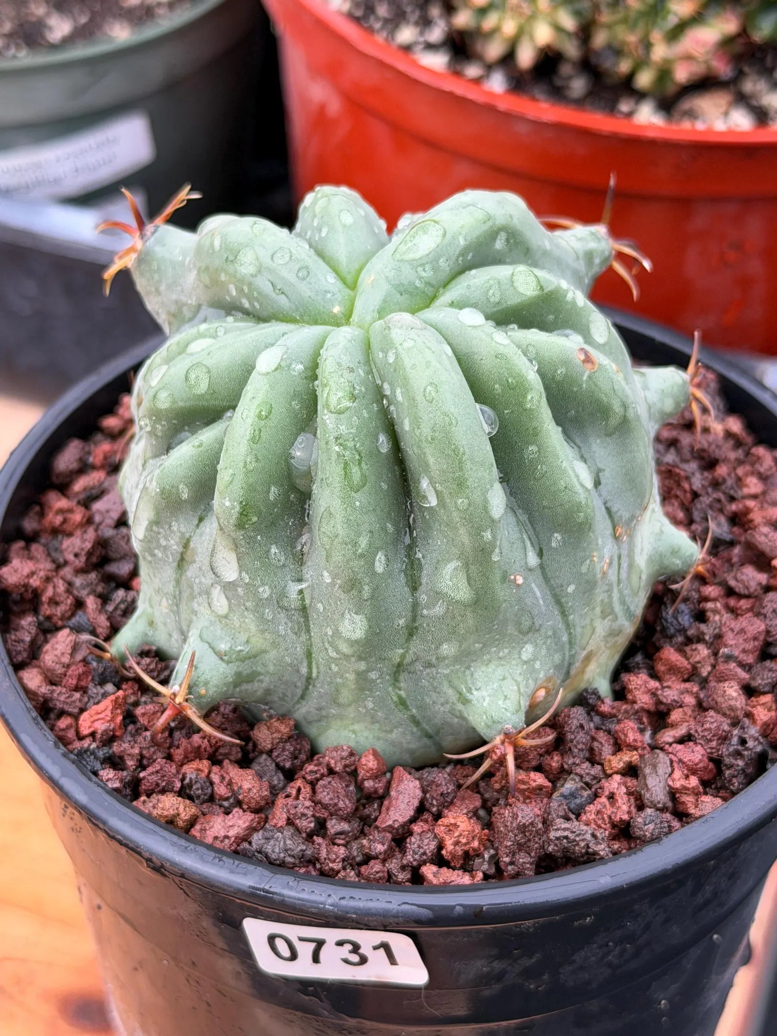 Ferocactus Peninsulae Brevispinus Mostrose Rare Cactus #731