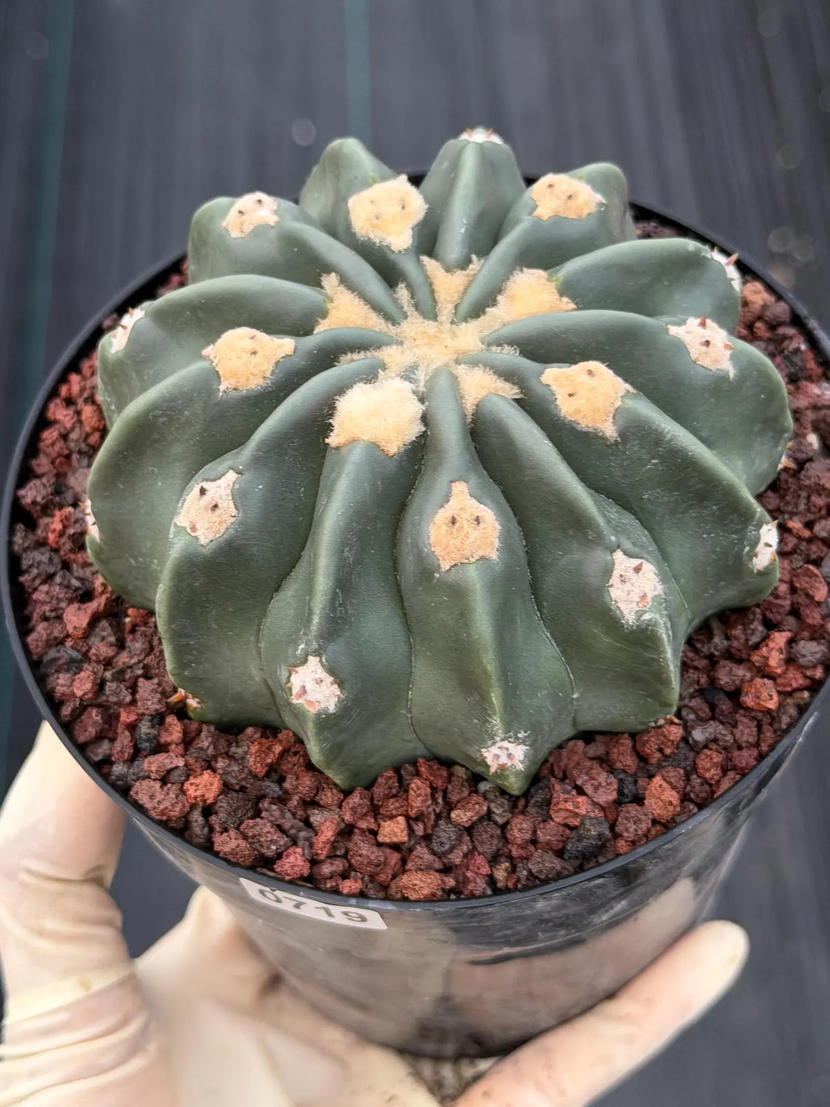 Seed Grown Hamaloxhephara Texensis Ayanami Inermis Rare Cactus #719