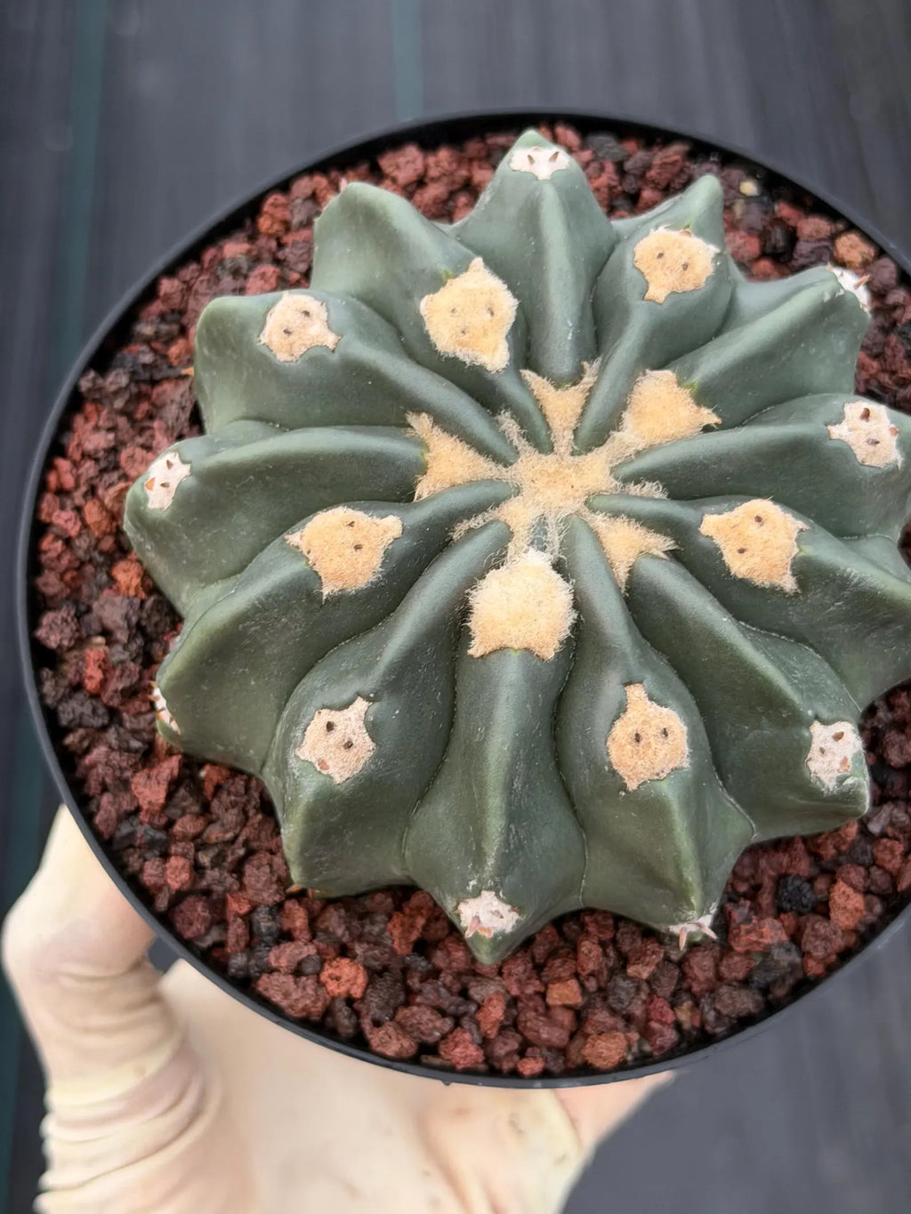 Seed Grown Hamaloxhephara Texensis Ayanami Inermis Rare Cactus #719