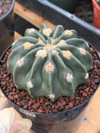 Seed Grown Hamaloxhephara Texensis Ayanami Inermis Rare Cactus #719