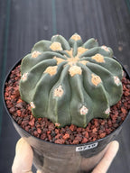 Seed Grown Hamaloxhephara Texensis Ayanami Inermis Rare Cactus #719