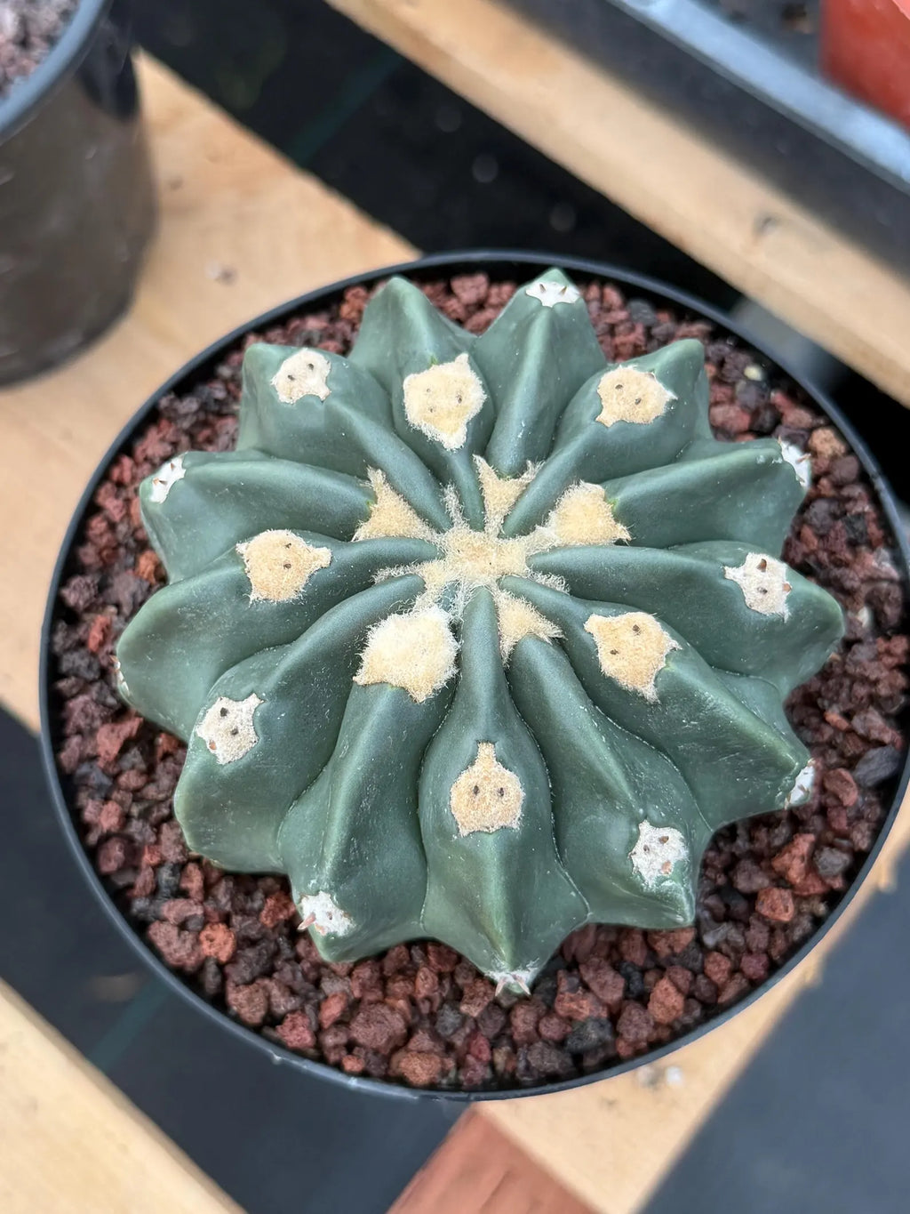 Seed Grown Hamaloxhephara Texensis Ayanami Inermis Rare Cactus #719