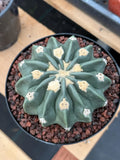 Seed Grown Hamaloxhephara Texensis Ayanami Inermis Rare Cactus #719