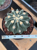 Seed Grown Hamaloxhephara Texensis Ayanami Inermis Rare Cactus #719