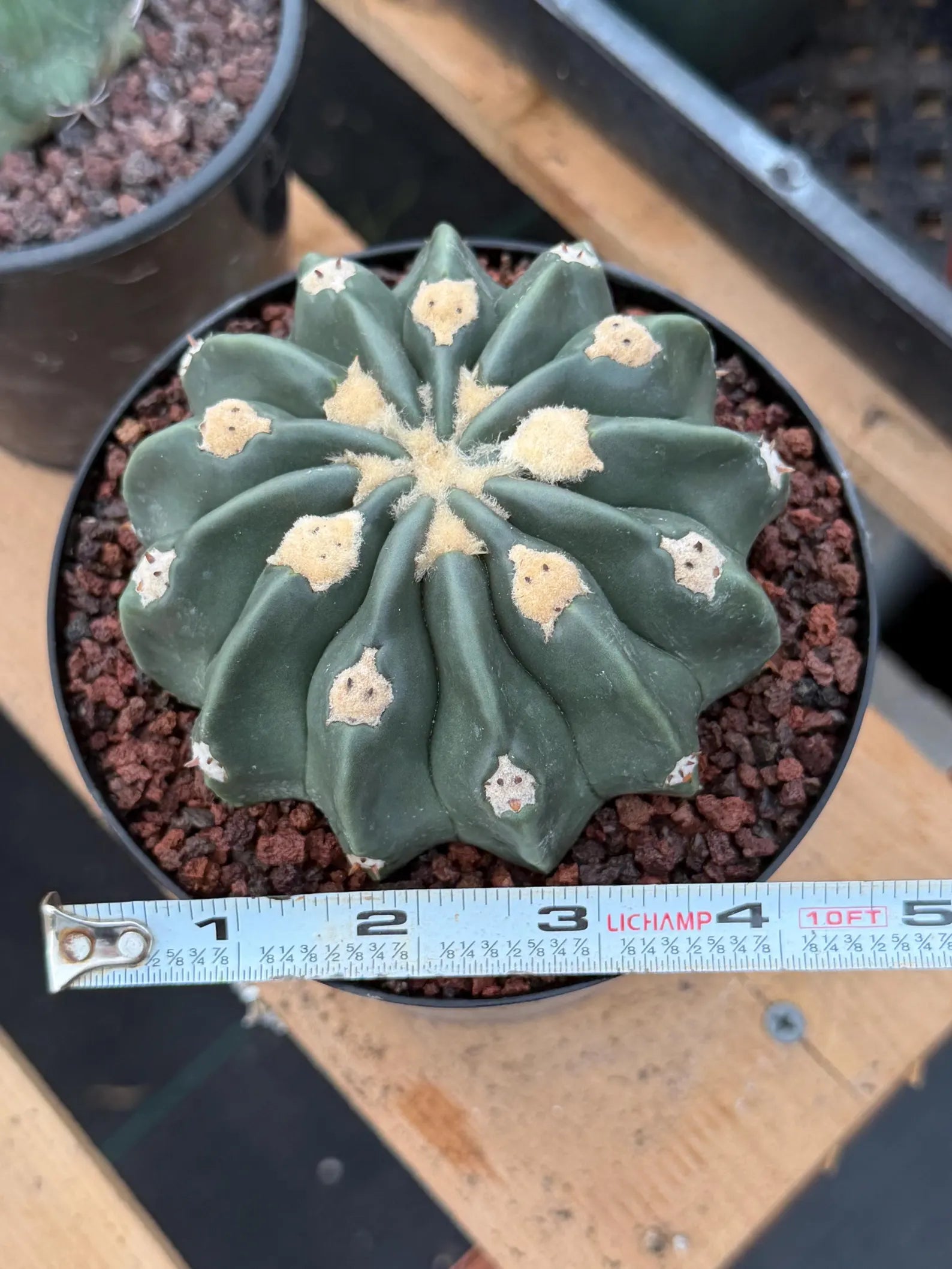 Seed Grown Hamaloxhephara Texensis Ayanami Inermis Rare Cactus #719