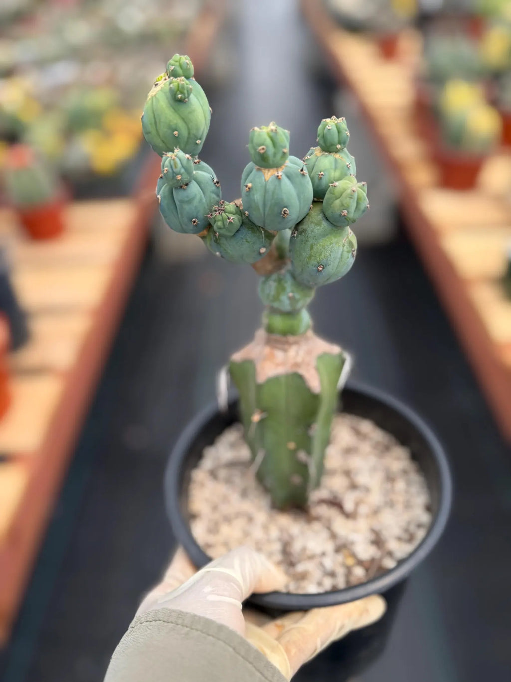 Myrtillocactus Geometrizans Stacker Monster Live Cactus #742