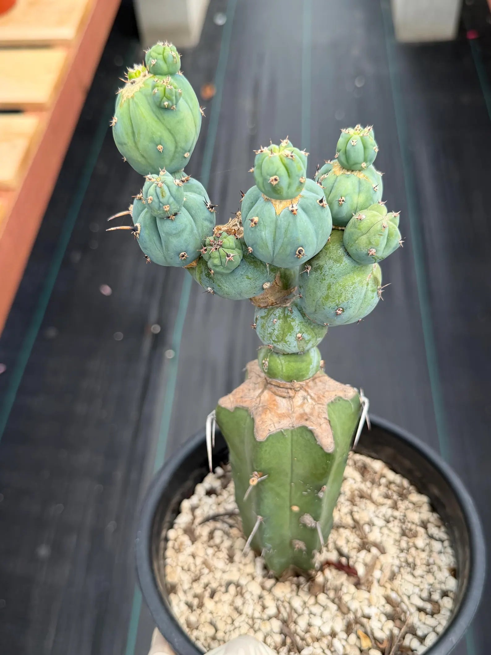 Myrtillocactus Geometrizans Stacker Monster Live Cactus #742