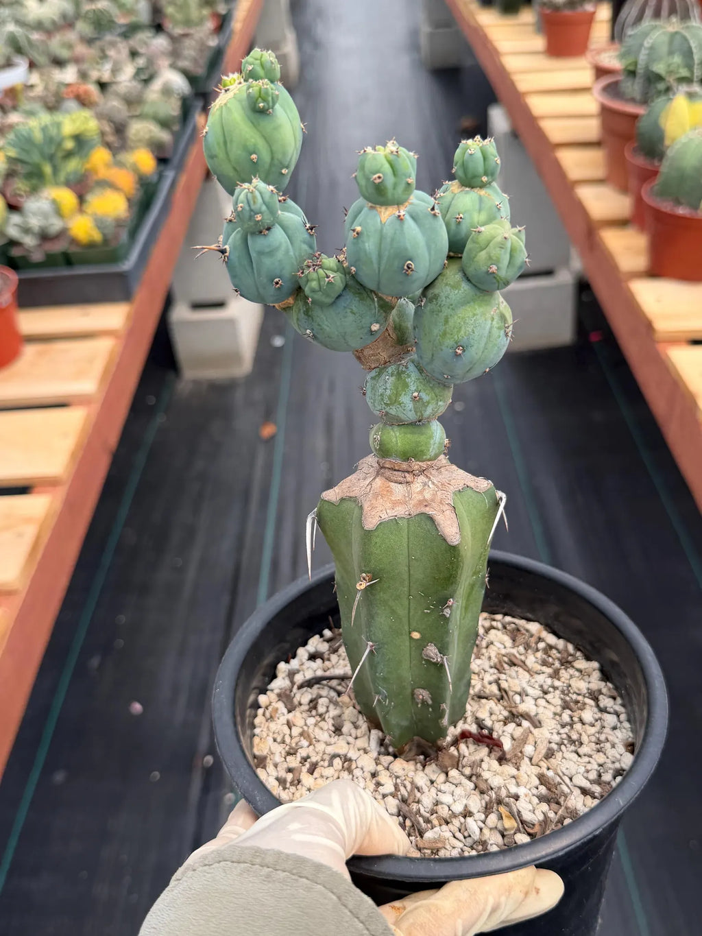 Myrtillocactus Geometrizans Stacker Monster Live Cactus #742