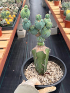 Myrtillocactus Geometrizans Stacker Monster Live Cactus #742