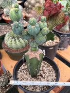 Myrtillocactus Geometrizans Stacker Monster Live Cactus #742