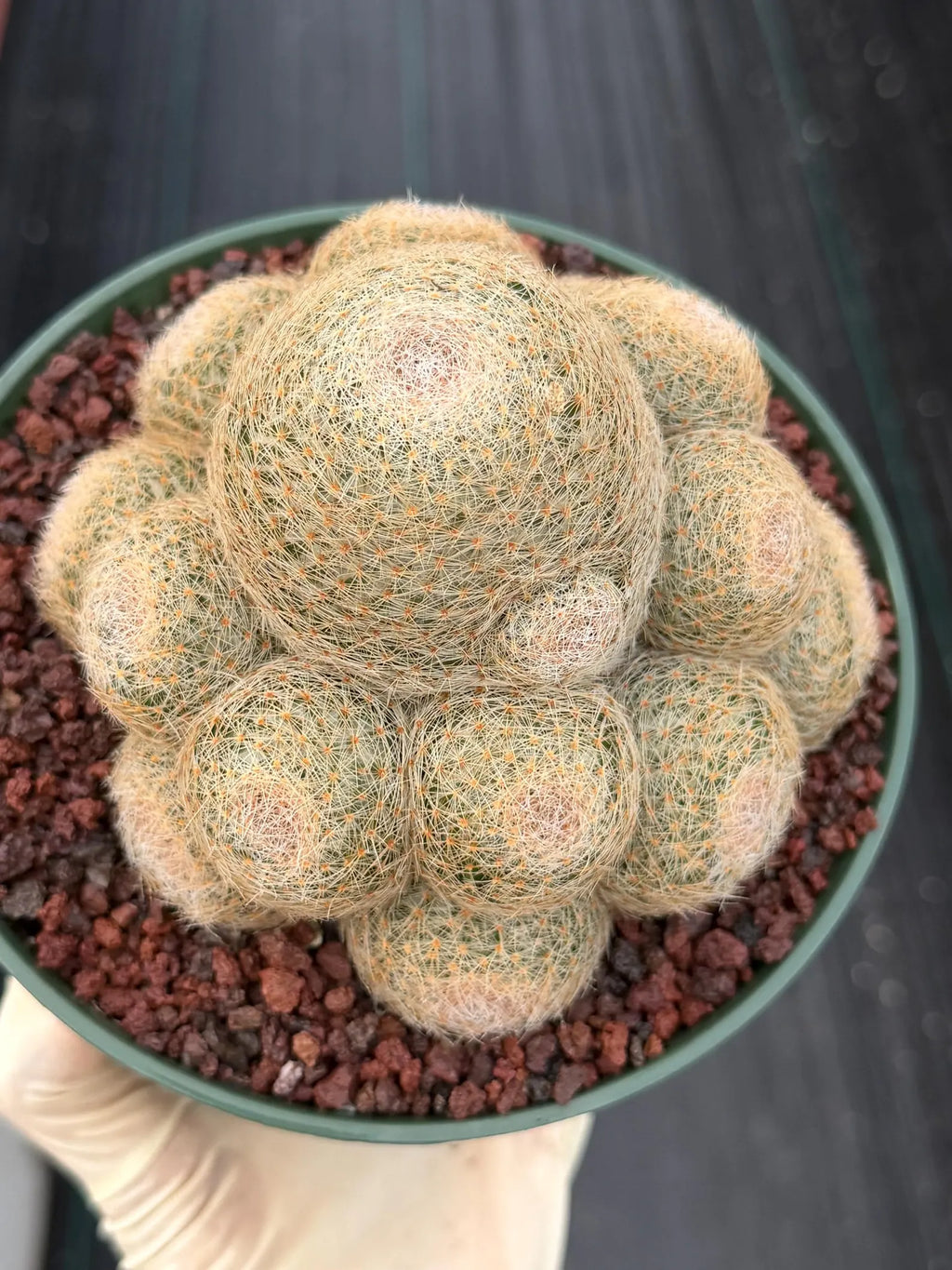 Mammillaria Lenta Golden Spine Cluster Live Cactus #716