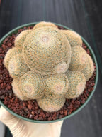 Mammillaria Lenta Golden Spine Cluster Live Cactus #716