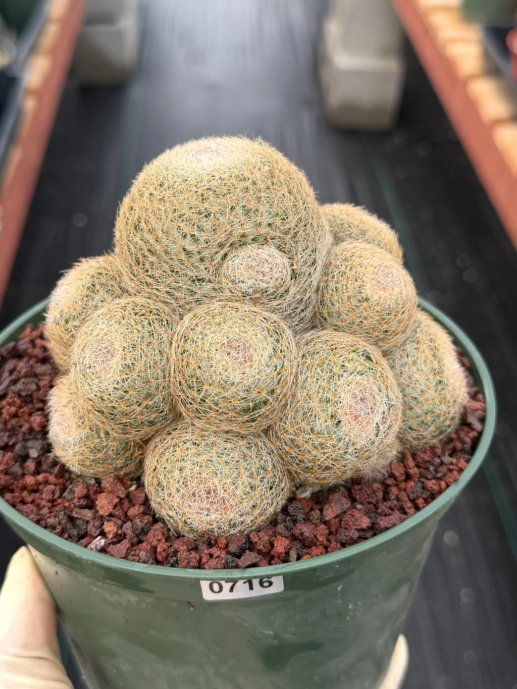 Mammillaria Lenta Golden Spine Cluster Live Cactus #716