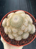 Mammillaria Lenta Golden Spine Cluster Live Cactus #717