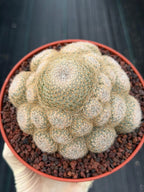Mammillaria Lenta Golden Spine Cluster Live Cactus #717