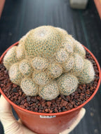 Mammillaria Lenta Golden Spine Cluster Live Cactus #717