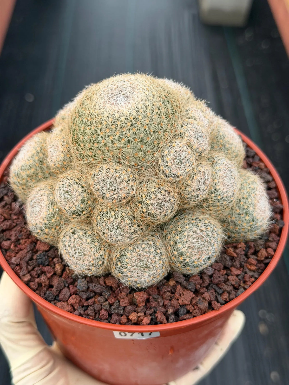 Mammillaria Lenta Golden Spine Cluster Live Cactus #717