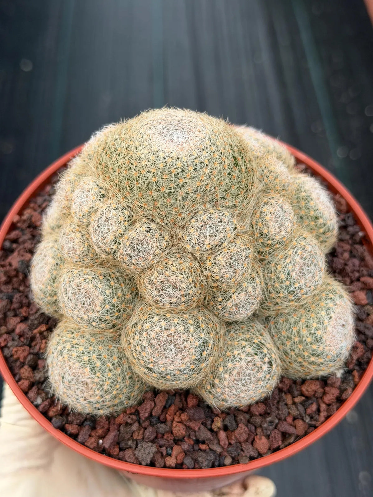 Mammillaria Lenta Golden Spine Cluster Live Cactus #717