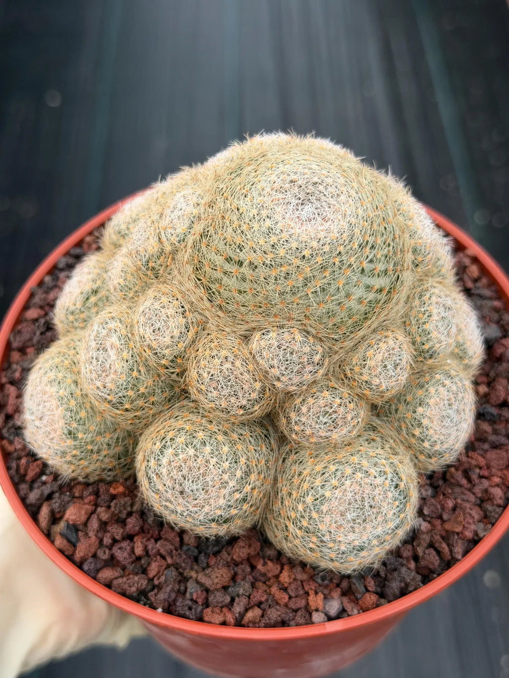 Mammillaria Lenta Golden Spine Cluster Live Cactus #717