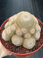 Mammillaria Lenta Golden Spine Cluster Live Cactus #717