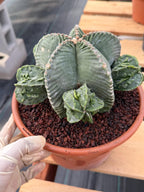 Astrophytum Myriostigma with Pups Seed Grown Cactus
