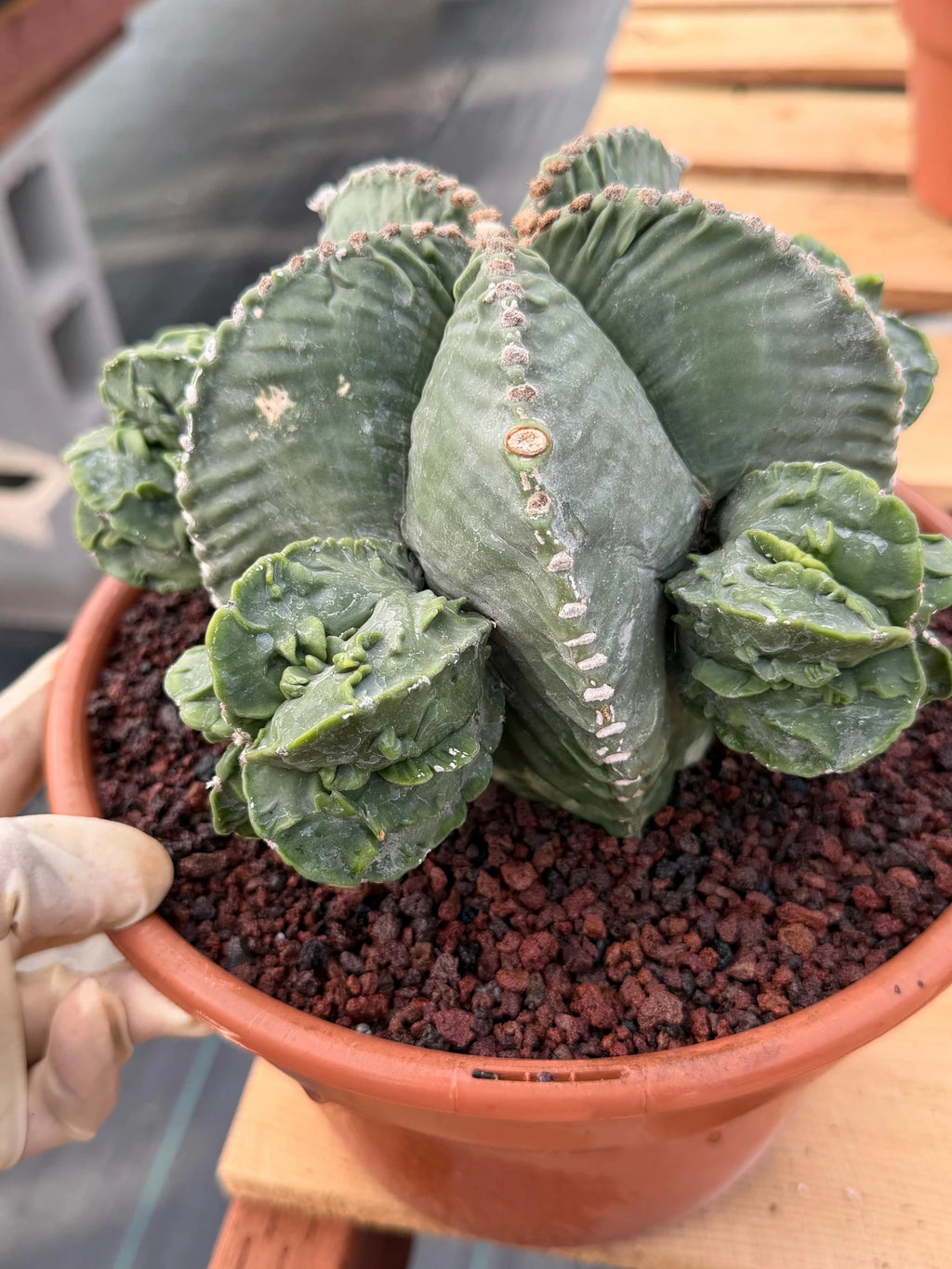 Astrophytum Myriostigma with Pups Seed Grown Cactus