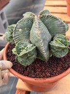 Astrophytum Myriostigma with Pups Seed Grown Cactus