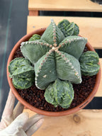 Astrophytum Myriostigma with Pups Seed Grown Cactus