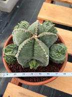 Astrophytum Myriostigma with Pups Seed Grown Cactus