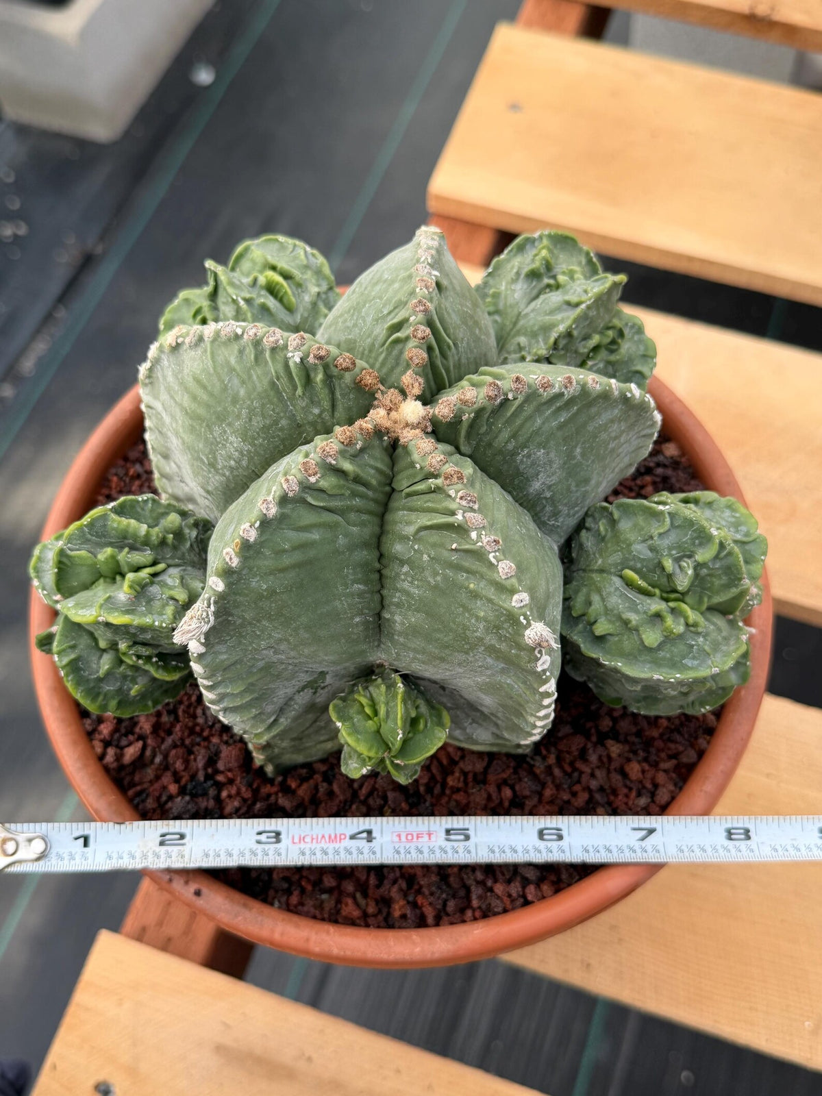 Astrophytum Myriostigma with Pups Seed Grown Cactus