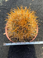 Ferocactus Chrysacanthus Seed Grown Rare Cactus #727