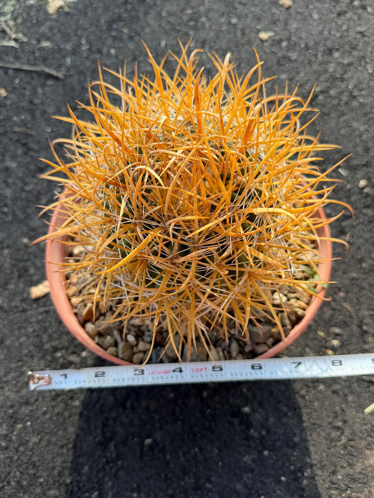 Ferocactus Chrysacanthus Seed Grown Rare Cactus #727