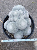 Large White Mammillaria Cluster Specimen Cactus #666