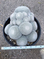Large White Mammillaria Cluster Specimen Cactus #666