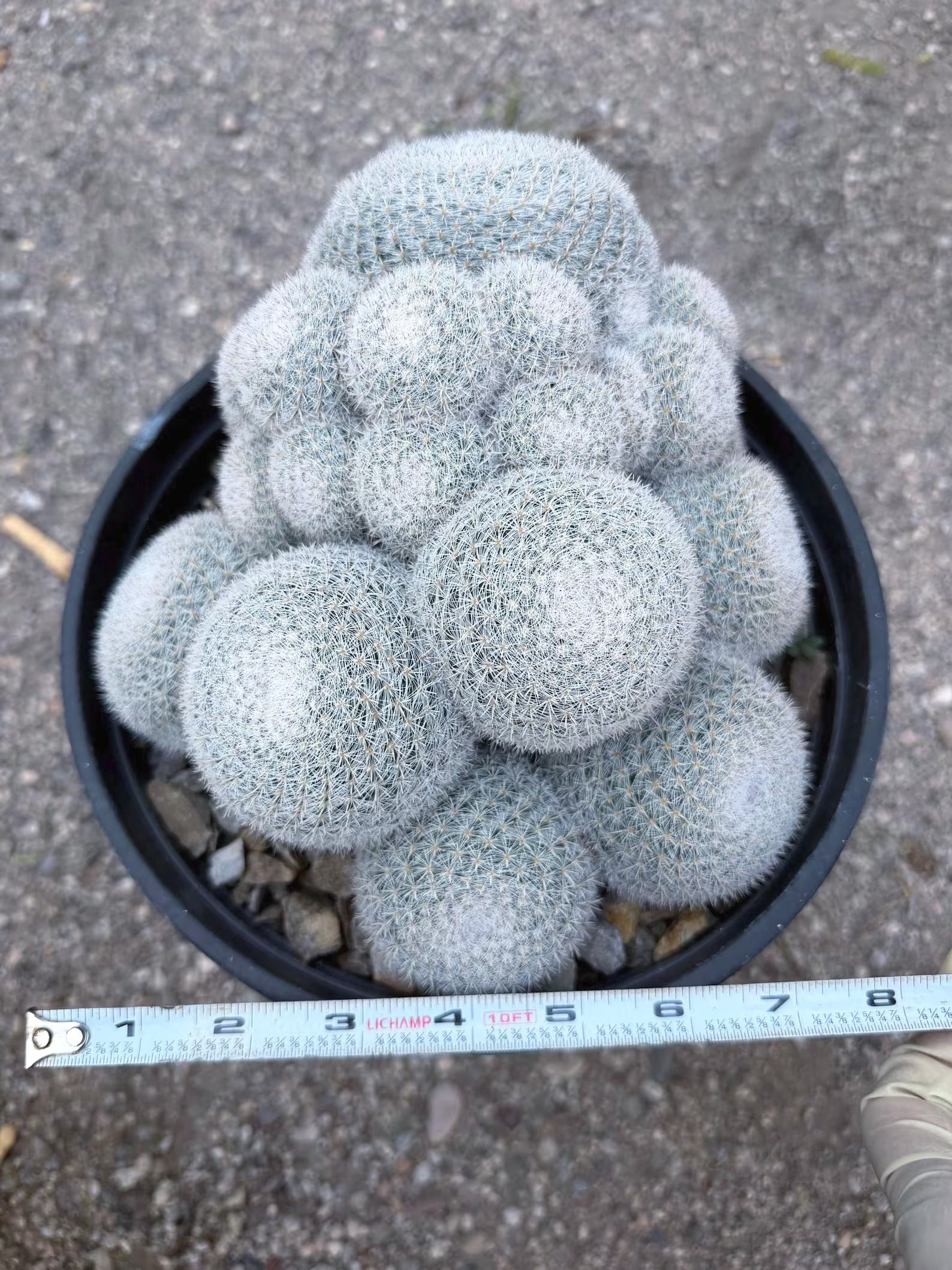 Large White Mammillaria Cluster Specimen Cactus #666