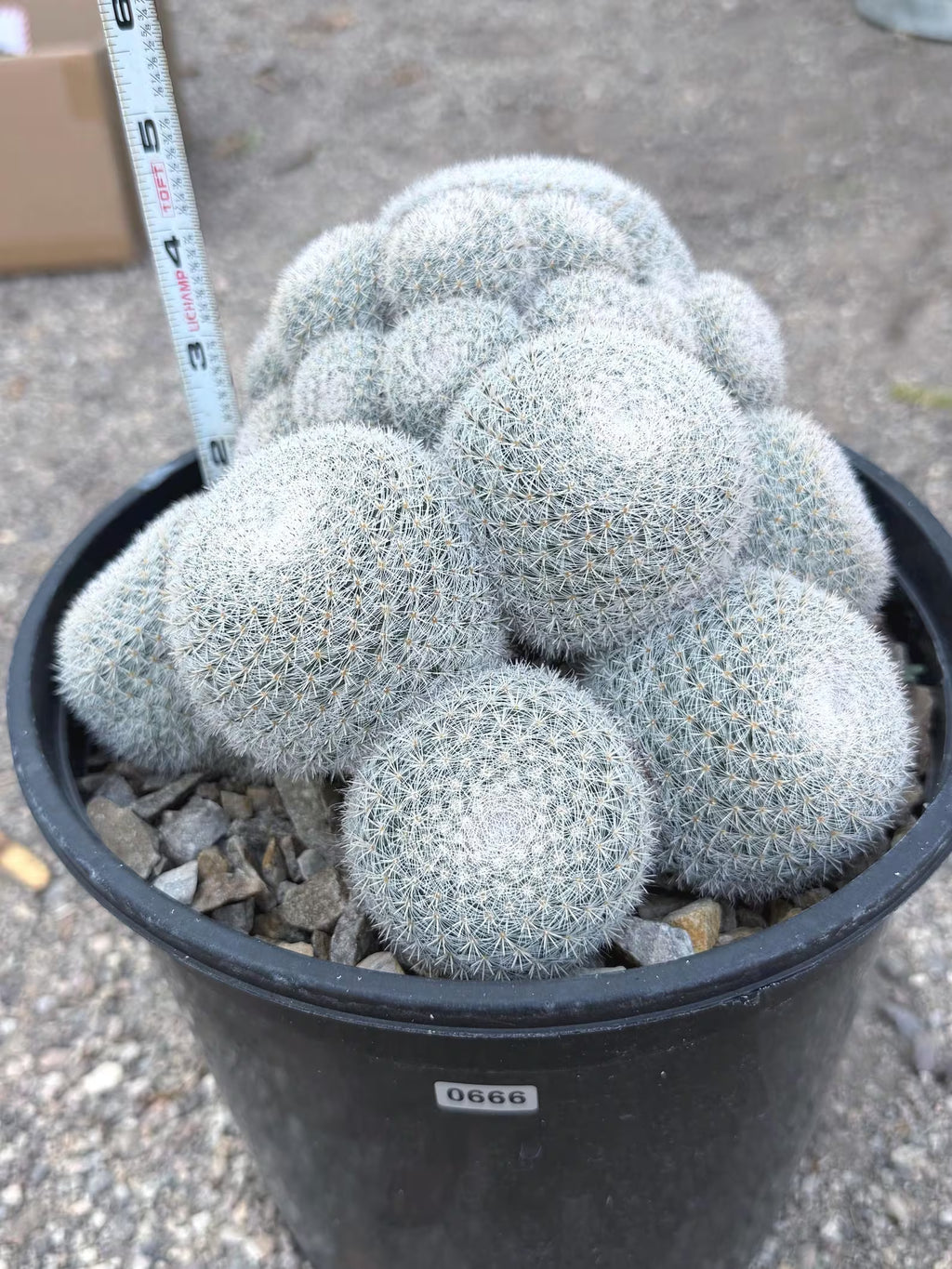 Large White Mammillaria Cluster Specimen Cactus #666