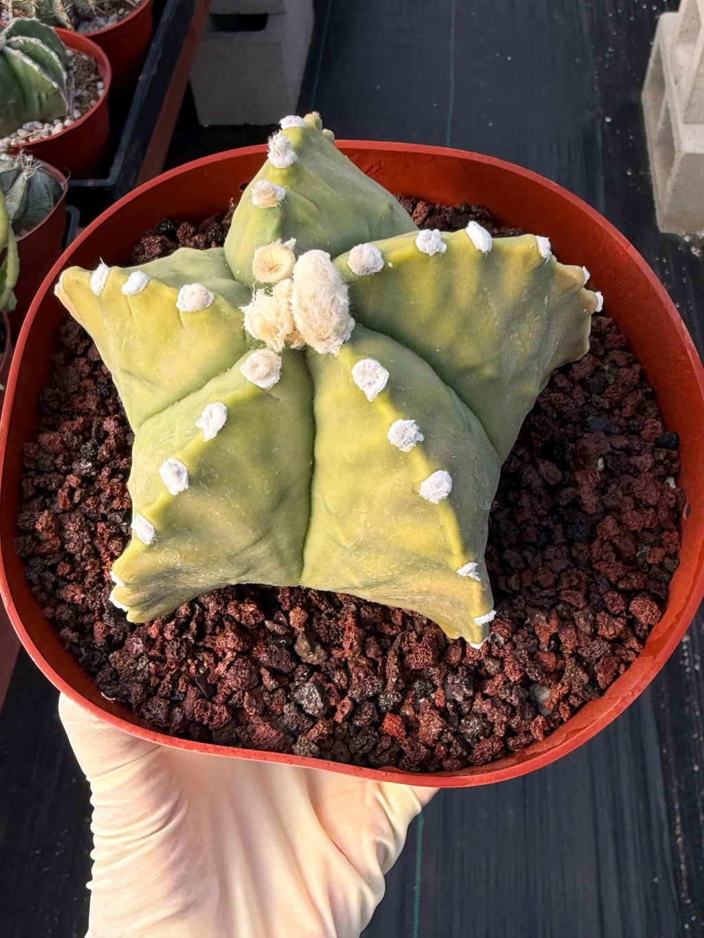 Astrophytum Myriostigma White Dots Seed Grown Cactus #668