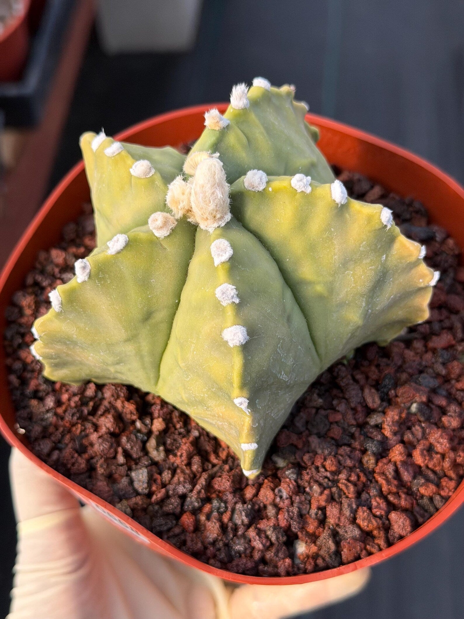 Astrophytum Myriostigma White Dots Seed Grown Cactus #668