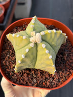 Astrophytum Myriostigma White Dots Seed Grown Cactus #668