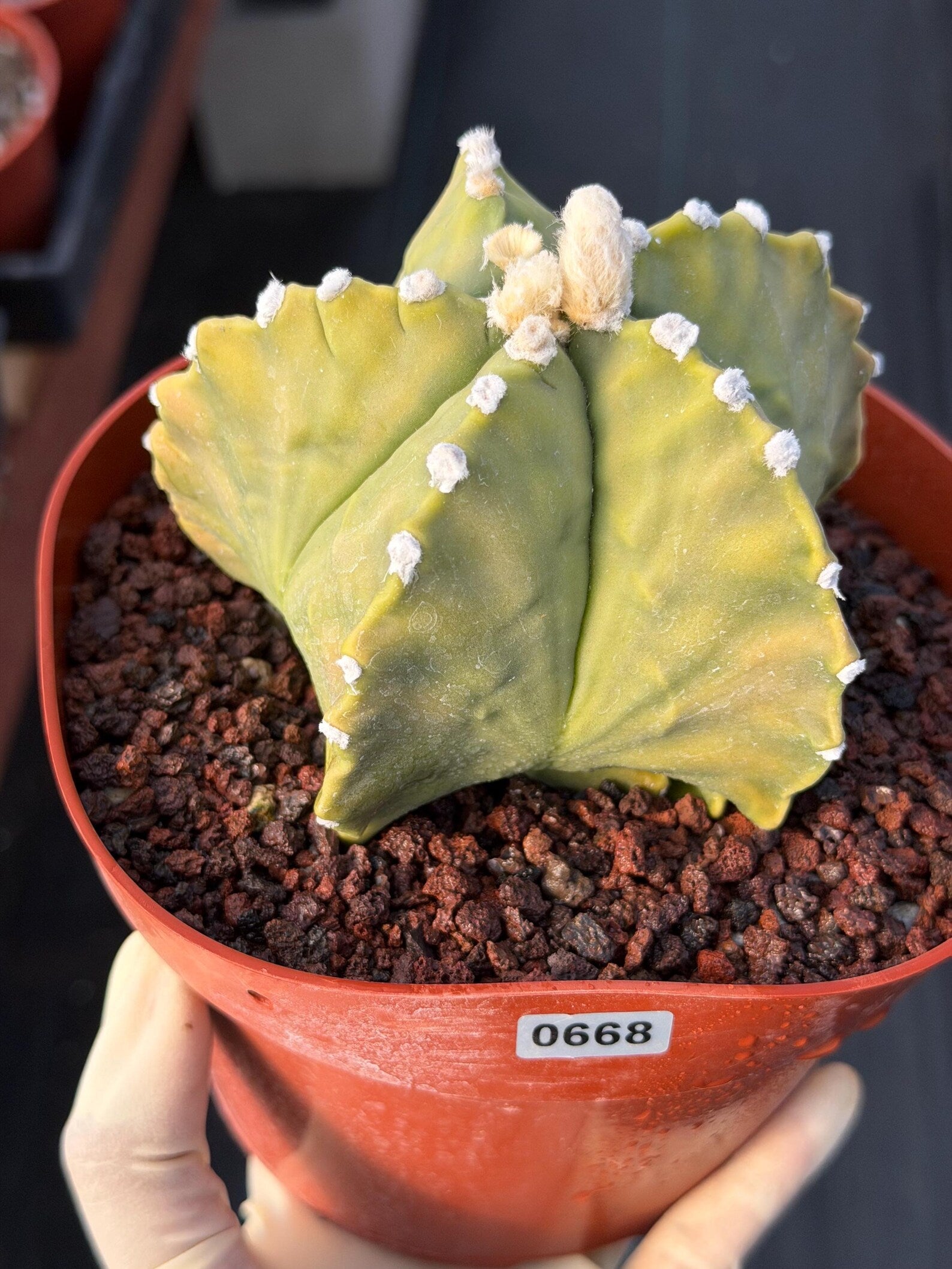 Astrophytum Myriostigma White Dots Seed Grown Cactus #668