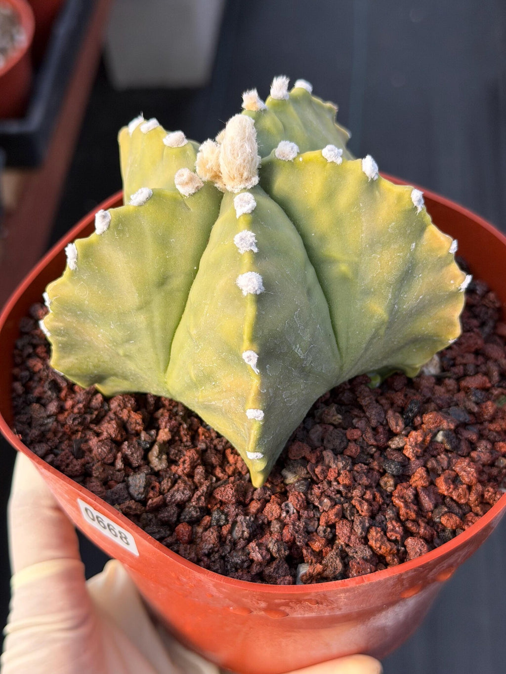 Astrophytum Myriostigma White Dots Seed Grown Cactus #668