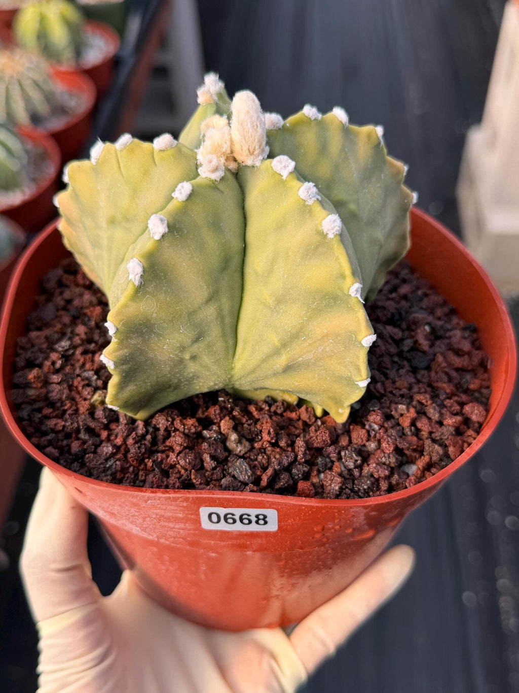 Astrophytum Myriostigma White Dots Seed Grown Cactus #668